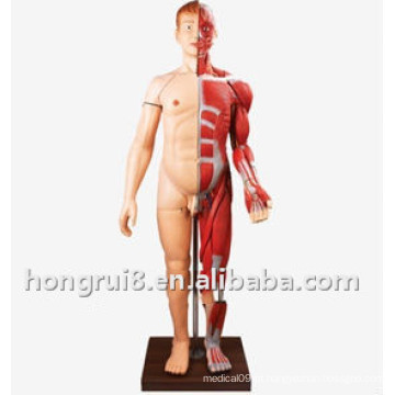 Músculo corporal com modelo de órgão interno (170 cm)